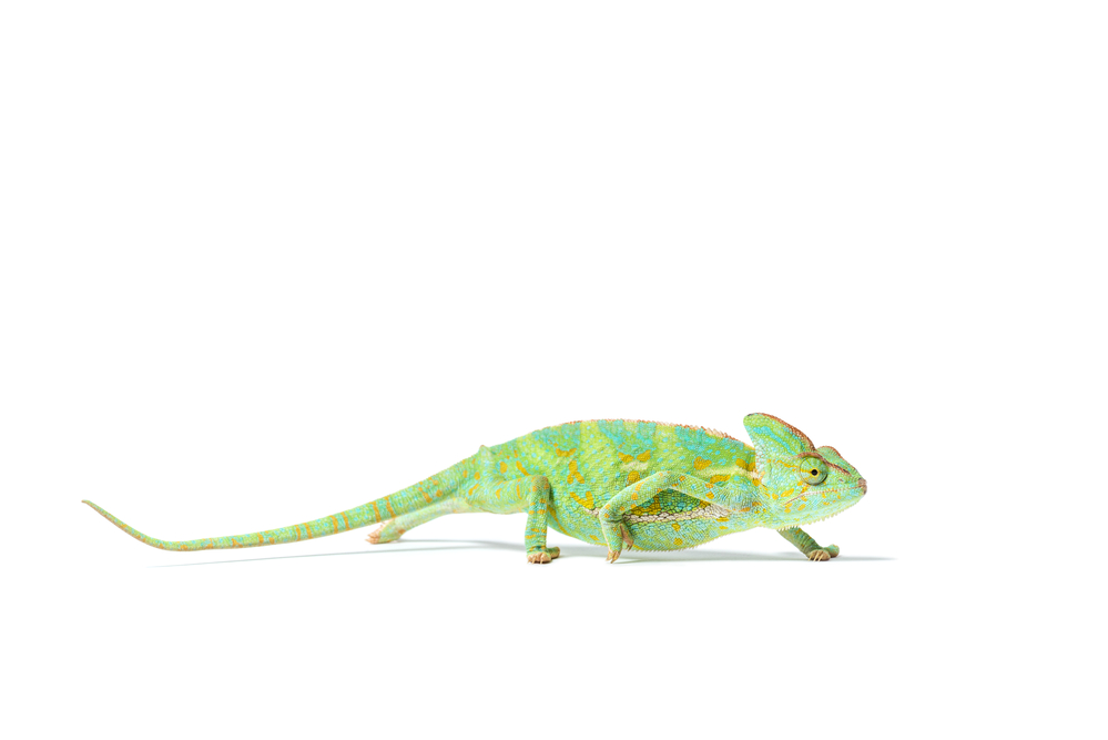 Chameleon v bÄ›hu